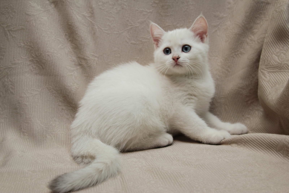 Колор Пойнт кот