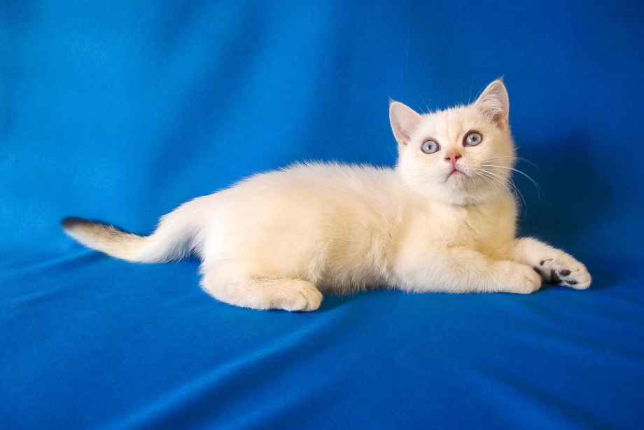 Сиамская Британская кошка