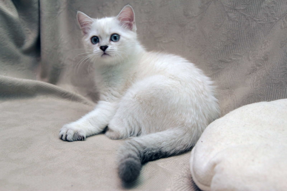 Колор Пойнт короткошерстный котёнок