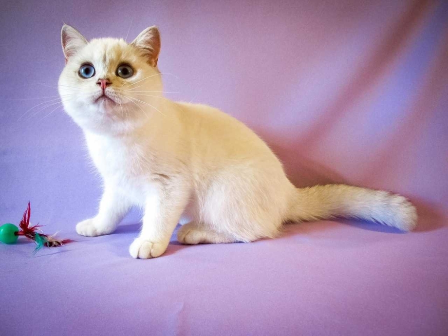 Британский кот колор Пойнт