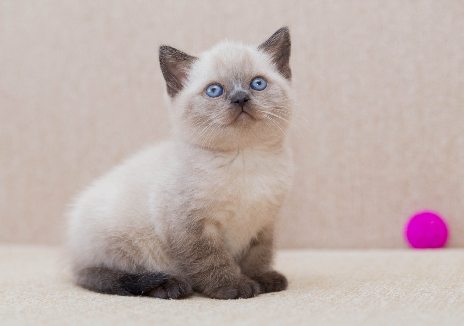 Сиамский кот колор Пойнт