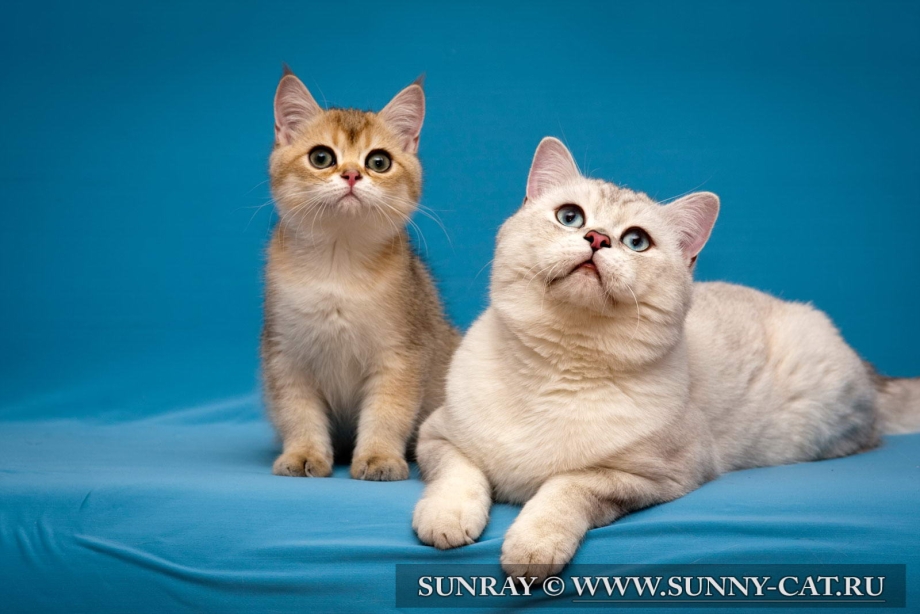 Британский кот колор Пойнт