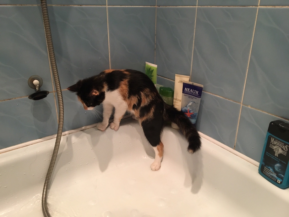 Почему коты боятся воды