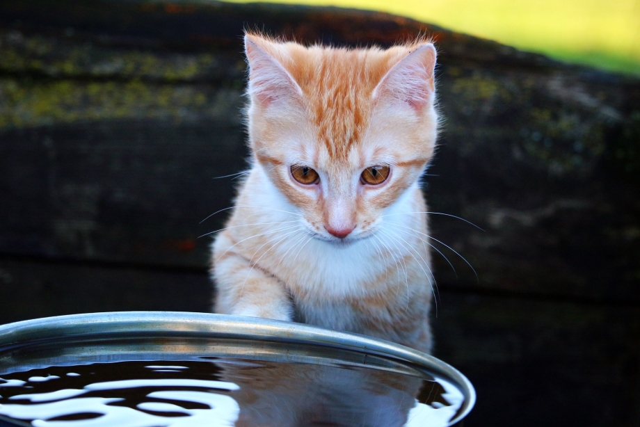 Водяные котята