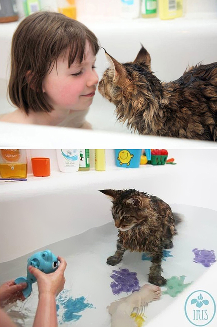 Кошки которые любят воду