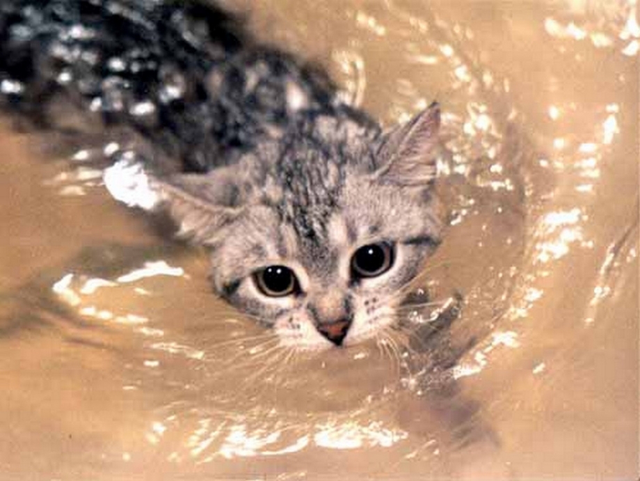 Водоплавающий кот