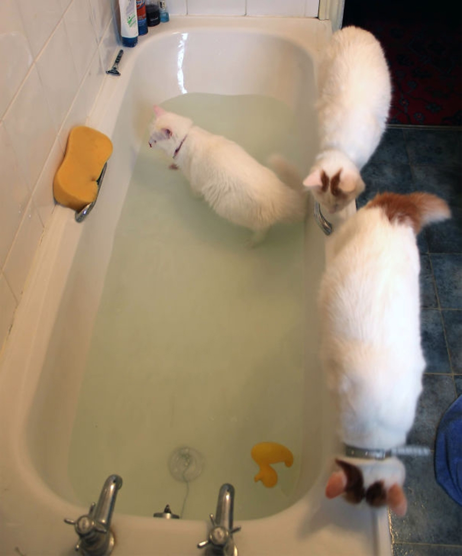 Коты в ванне