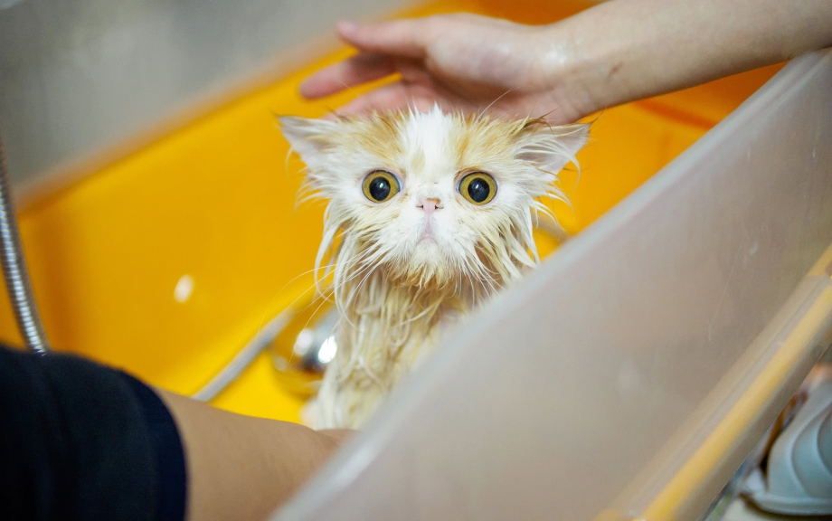 Почему кошки боятся воды