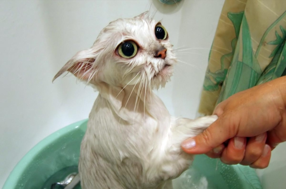 Купание кота