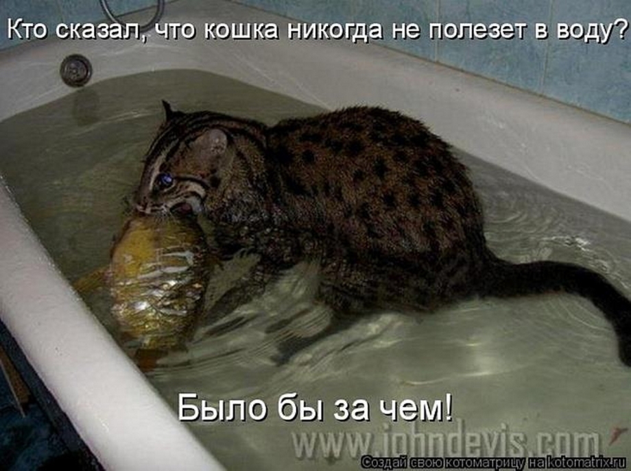 Кошка боится воды