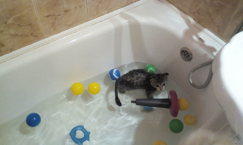 Котенок который не боится воды