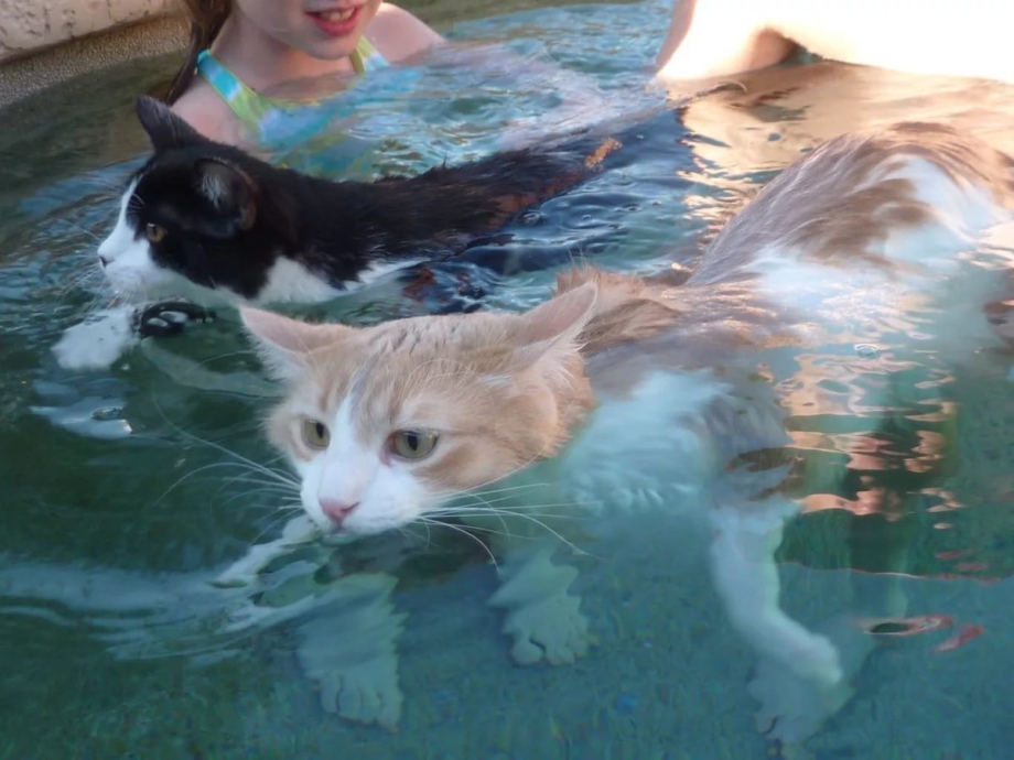 Котик в воде