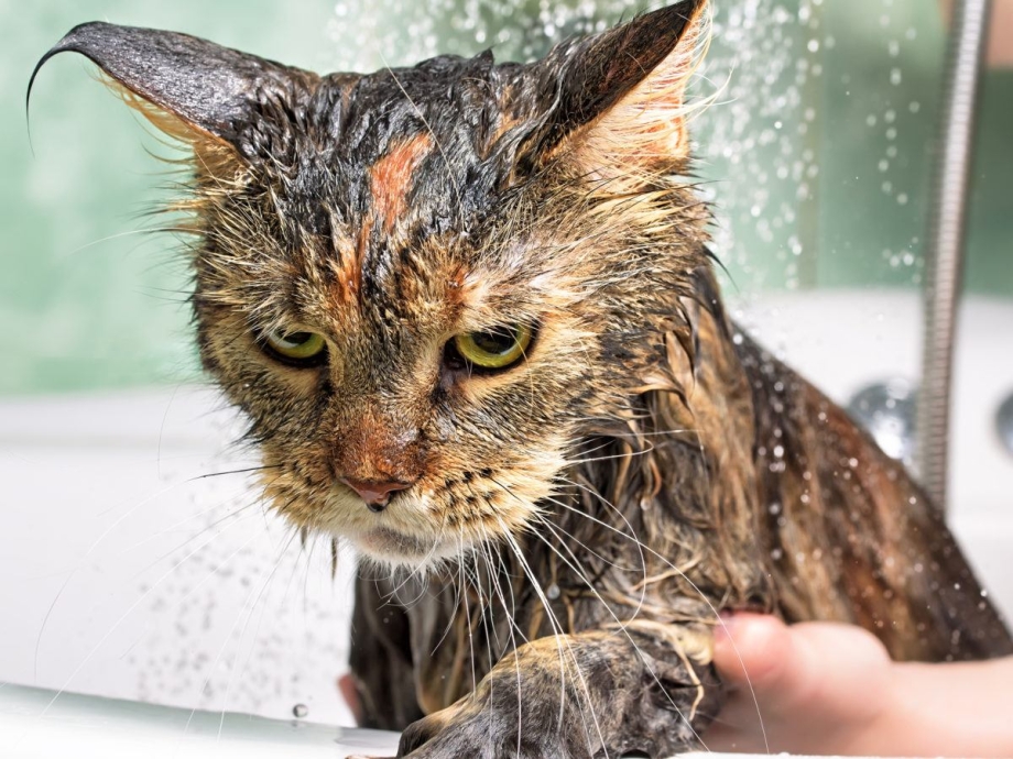 Смешные мокрые коты