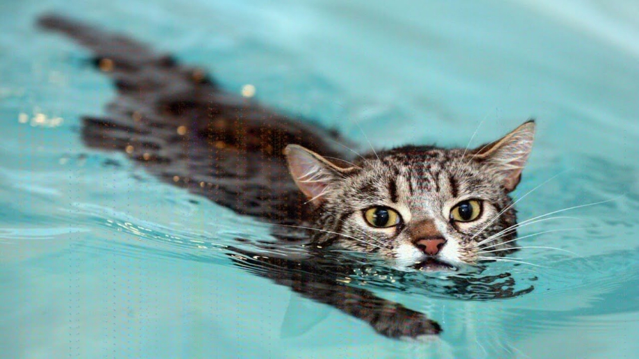 Водоплавающий кот