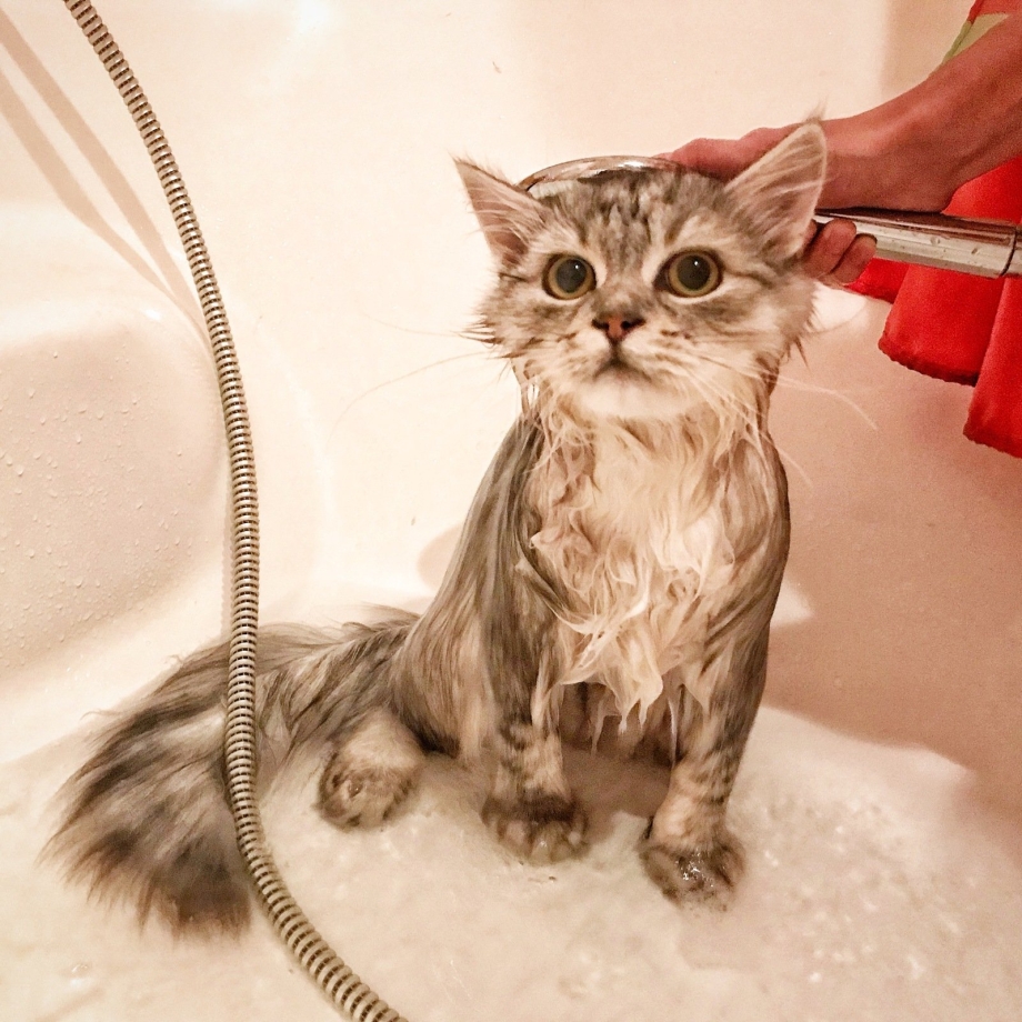 Мокрый котенок
