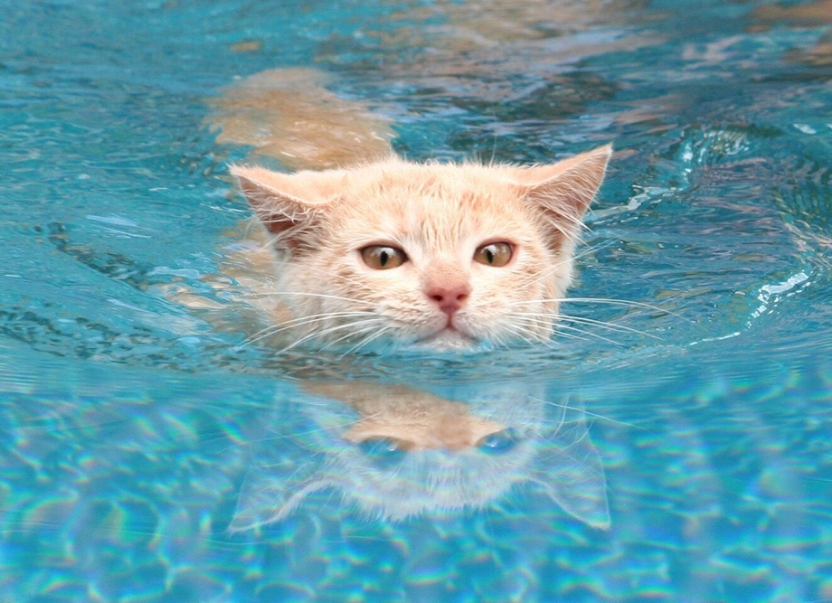 Котик в бассейне