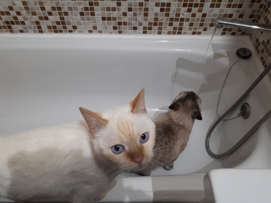 Домашнее животное которое боится воды