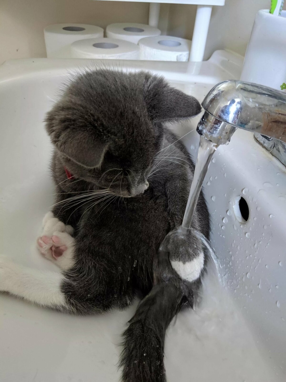 Кошка моется лапкой