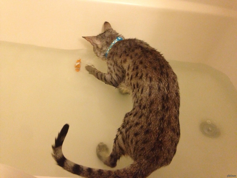 Коты которые любят воду