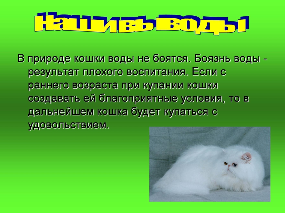 Почему кошки боятся воды исследовательская работа