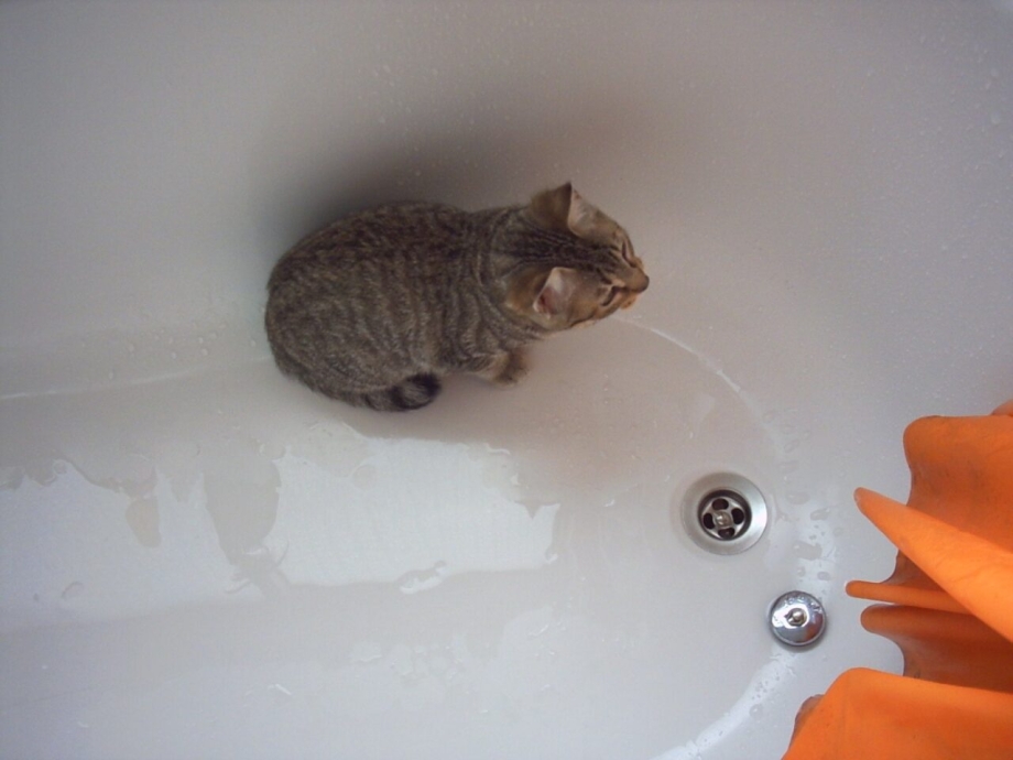 Котята купаются в ванной