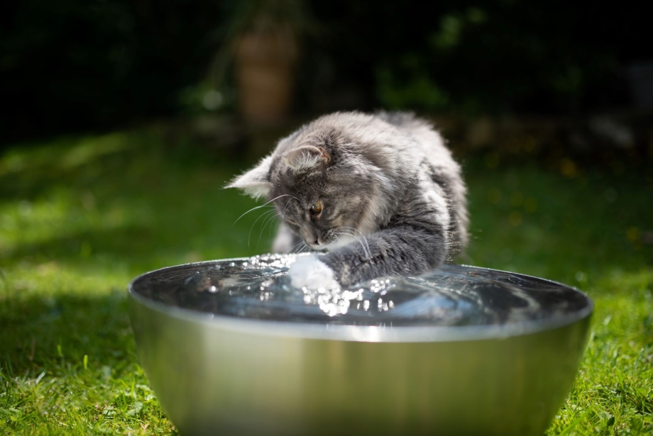 Кошки и вода страх