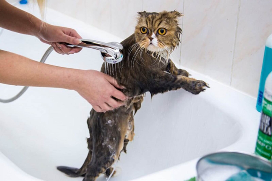 Помытый кот