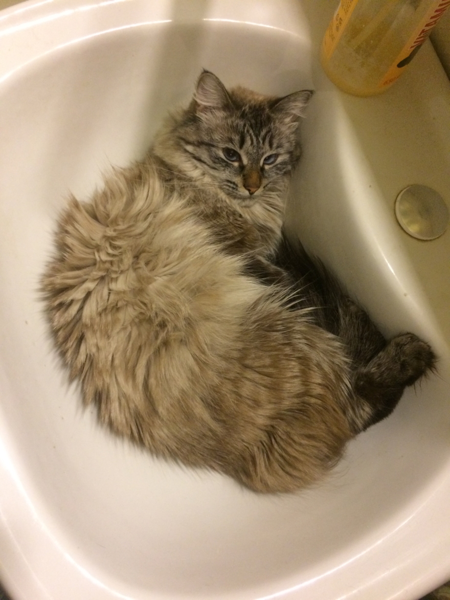Кот в раковине с водой