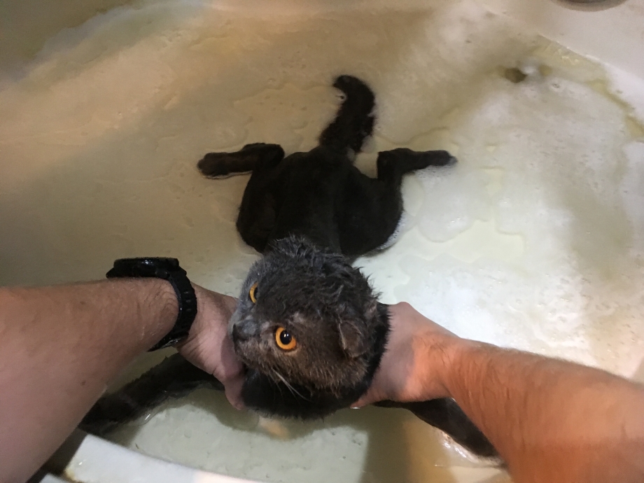 Британские вислоухие коты боятся воды