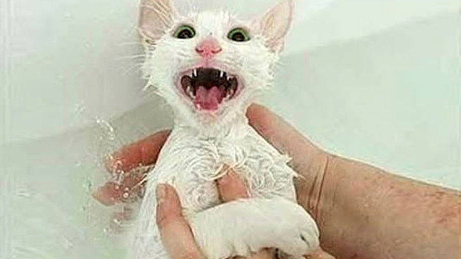Белый кот купается