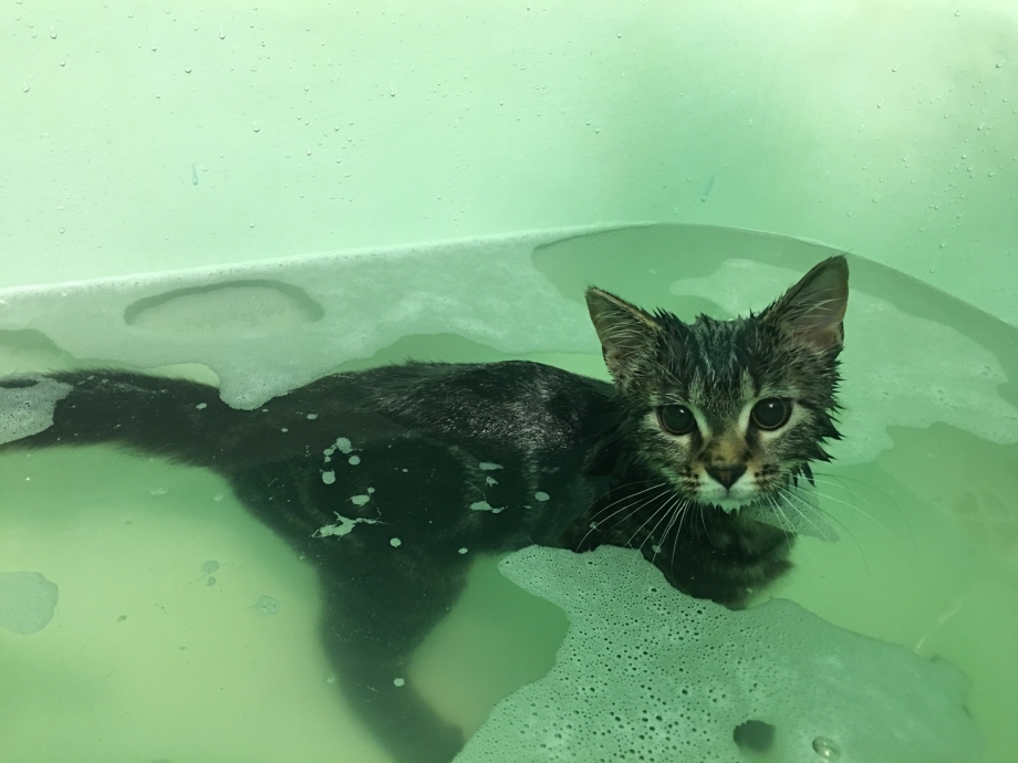 Котик тонет