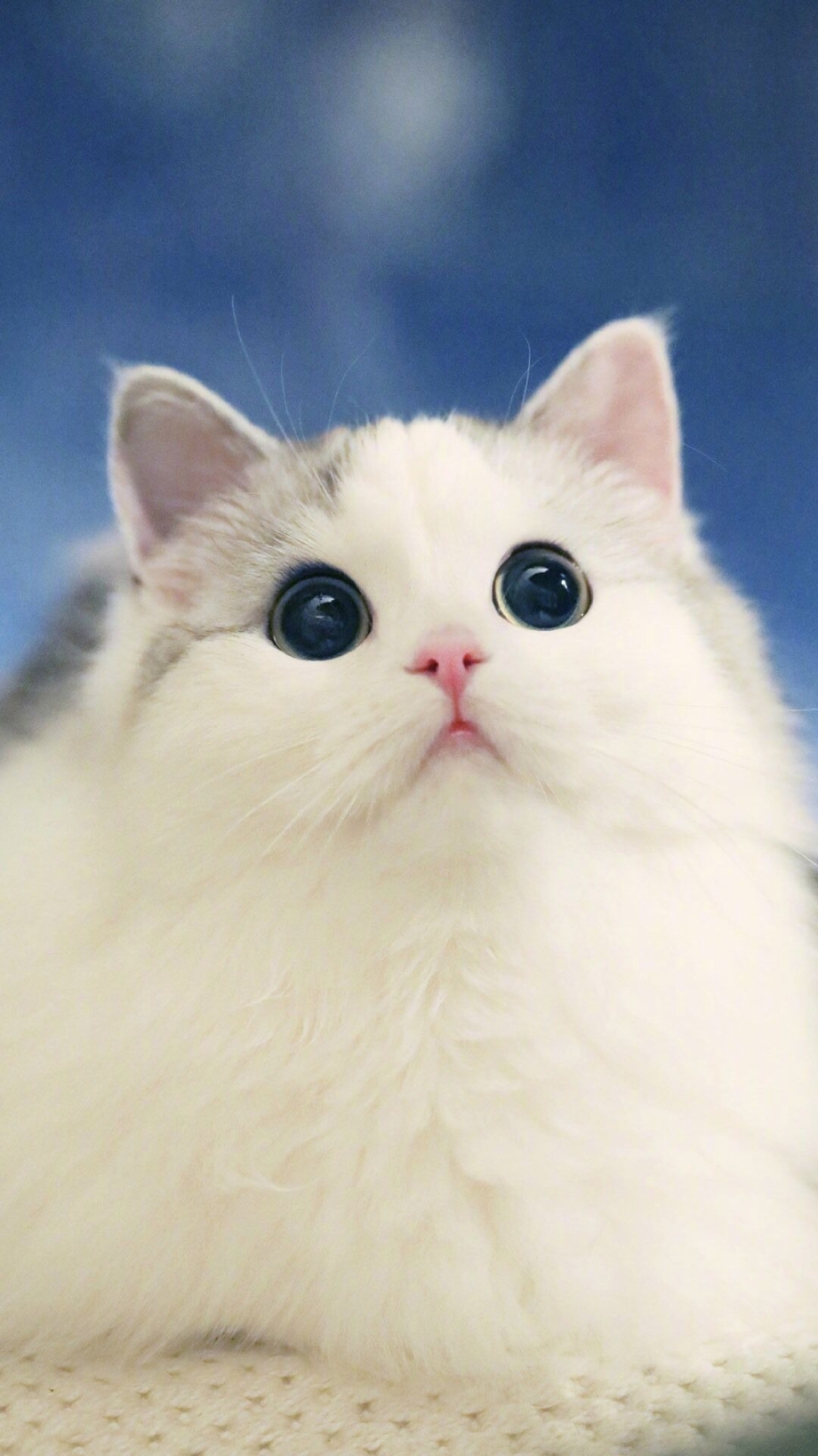 Милый кот
