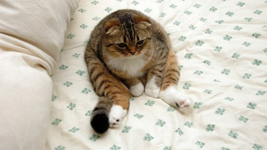 Неглаженный Нецелованный котик
