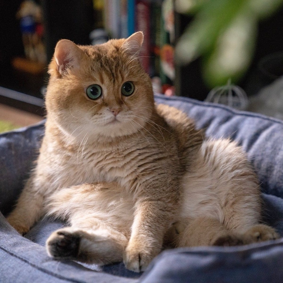 Котик с толстыми щечками
