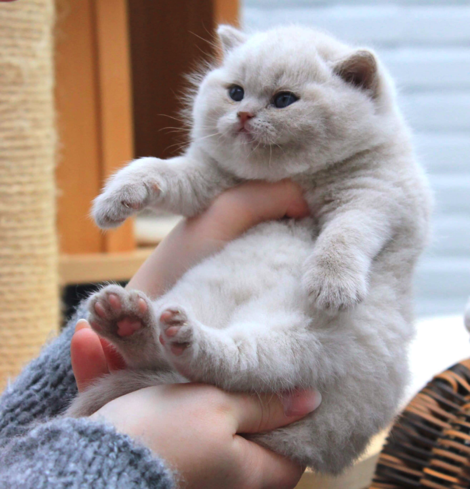 Толстый котенок