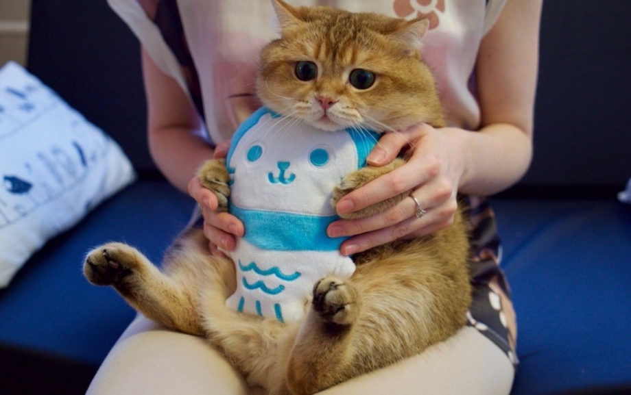 Котята в реальной жизни