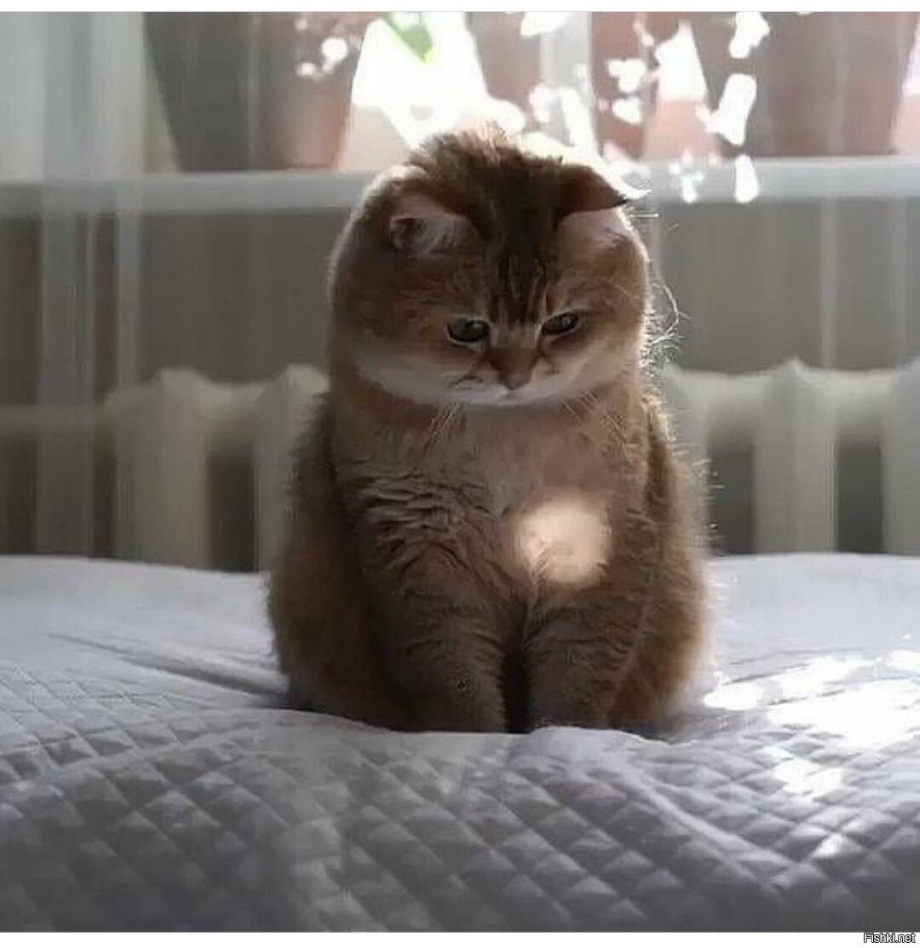 Пухлые котята