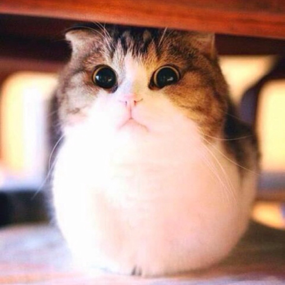 Котик а что так можно было