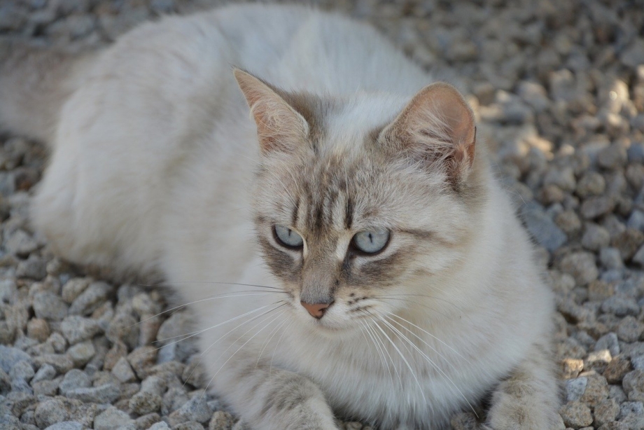 Охос азулес кошка