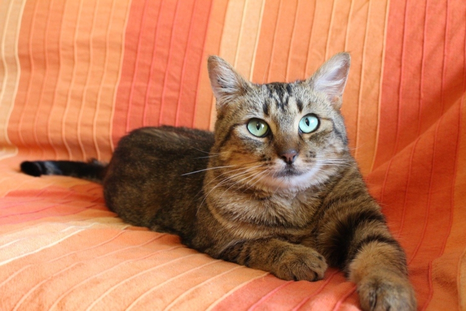 Европейская короткошерстная кошка полосатая