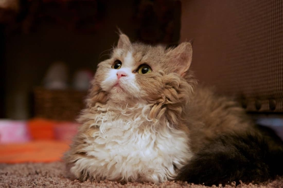 Ламбкин кошка