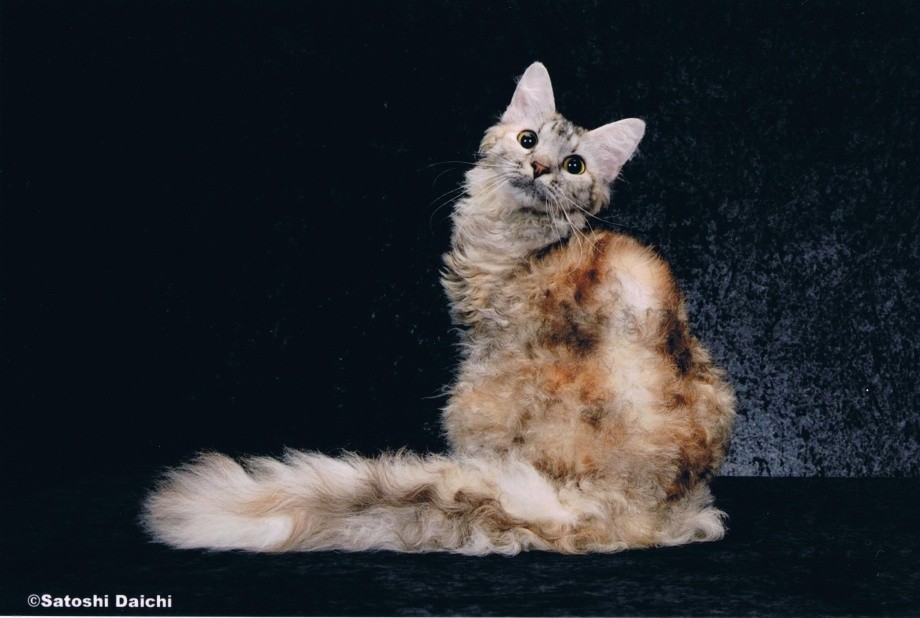 Скукум котята