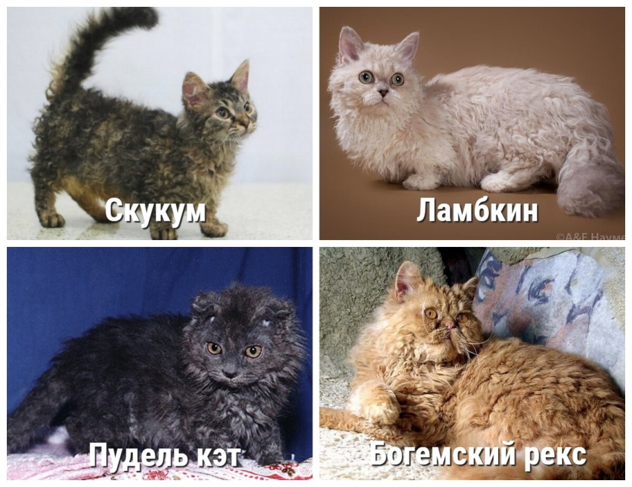 Селкирк рекс котята