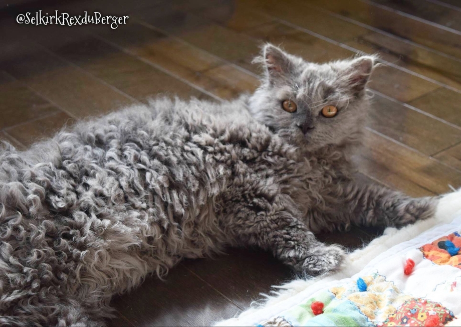 Селкирк рекс кошка овца