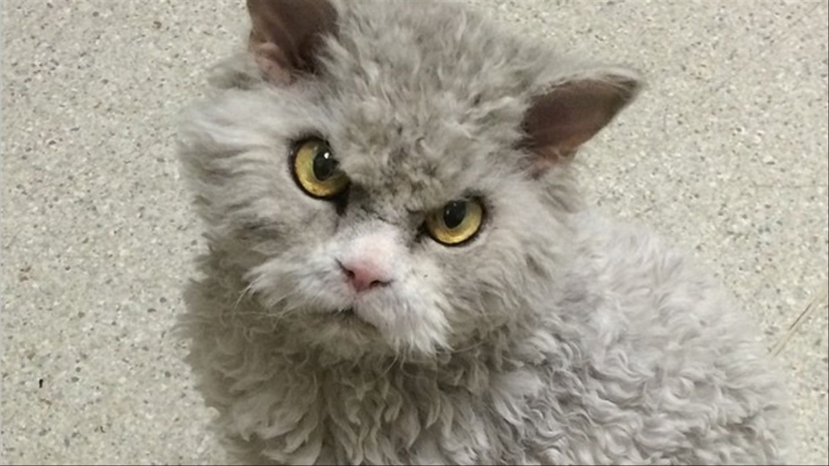 Лэмкин кошка