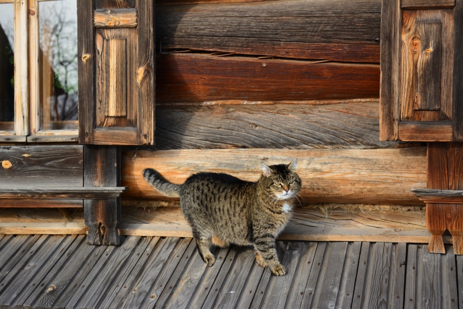 Деревенская кошка
