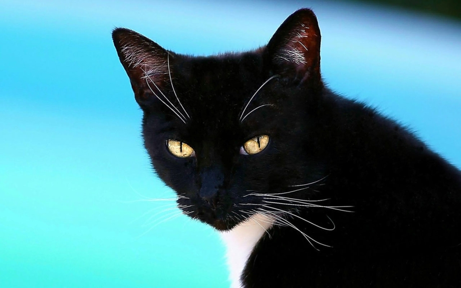 Чёрный кот