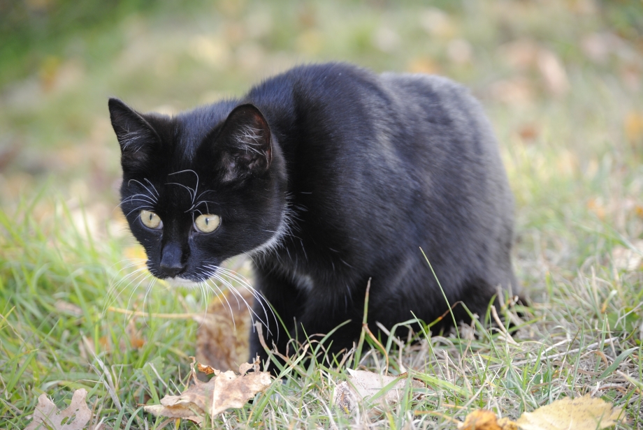 Черно белая кошка
