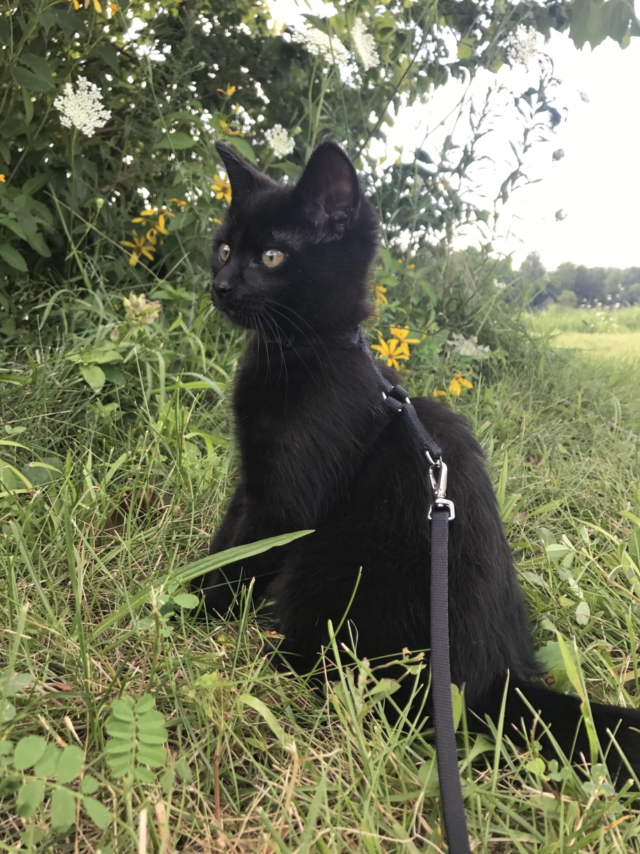Чилийская кошка черная