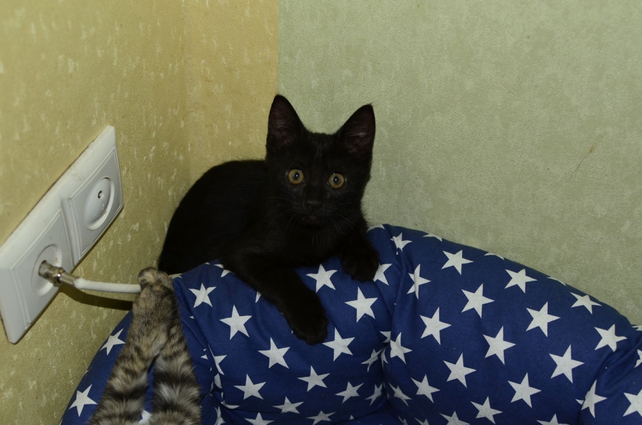 Коты с черными полосками